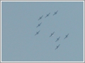 Frecce Tricolori