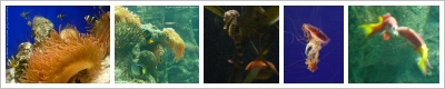 fotografie dell'Acquario di Genova
