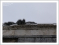 Aosta, nevicata del 24 novembre 2008