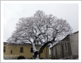 Aosta, nevicata del 24 novembre 2008