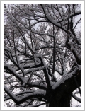 Aosta, nevicata del 24 novembre 2008