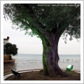 Alassio