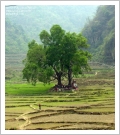 fotografia del Nepal