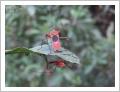 fotografia del Nepal