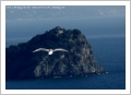 Noli