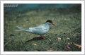 Tristan da Cunha