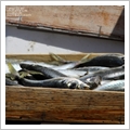 Sagra del Pesce, Camogli 2011