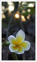 Cambogia
