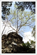 Cambogia