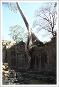 Cambogia