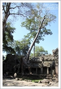 Cambogia
