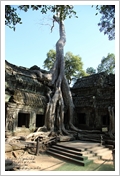 Cambogia