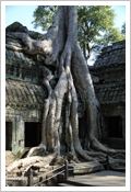 Cambogia