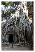 Cambogia