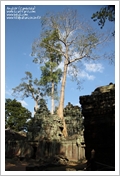 Cambogia